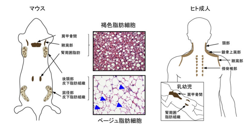 脂肪細胞